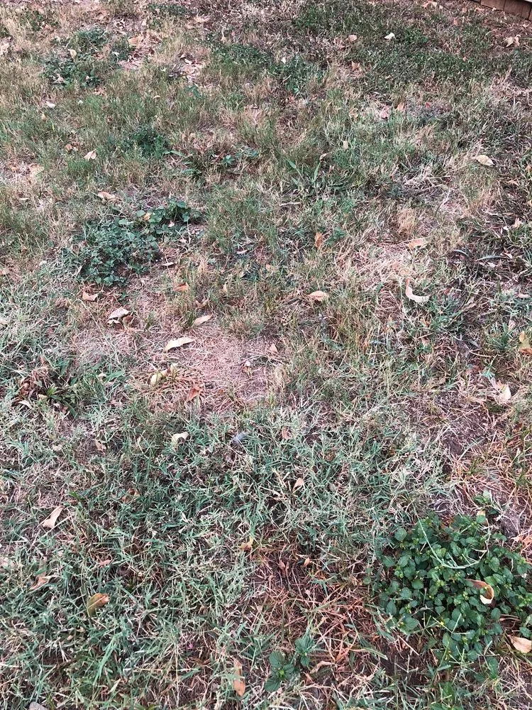 Reliable landscaping services for homes in San Antonio, TX by Dell’s Grass Farm