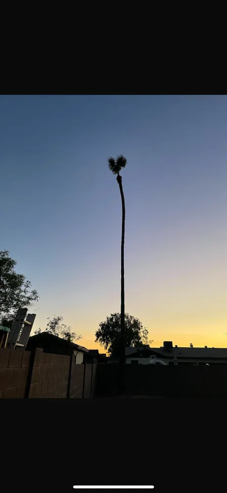 Affordable yard maintenance for beautiful yards in Mesa, AZ by Delmar Garcia Landscaping