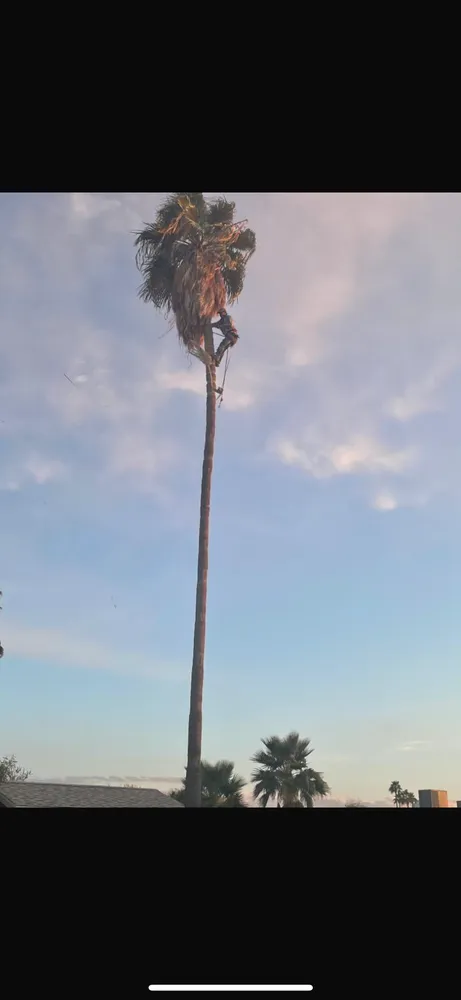 Reliable lawn care service with custom design in Mesa, AZ by Delmar Garcia Landscaping