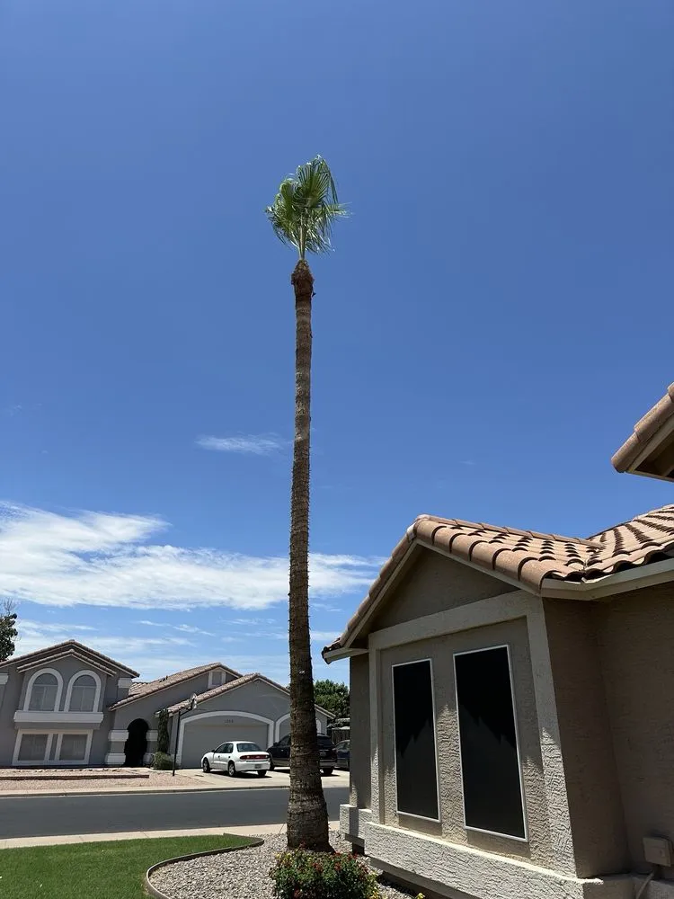 Professional lawn care service for year-round maintenance in Mesa, AZ by Delmar Garcia Landscaping