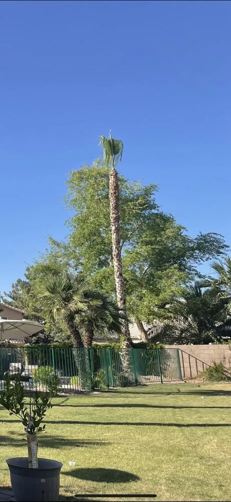 Affordable lawn mowing service for year-round maintenance in Mesa, AZ by Delmar Garcia Landscaping