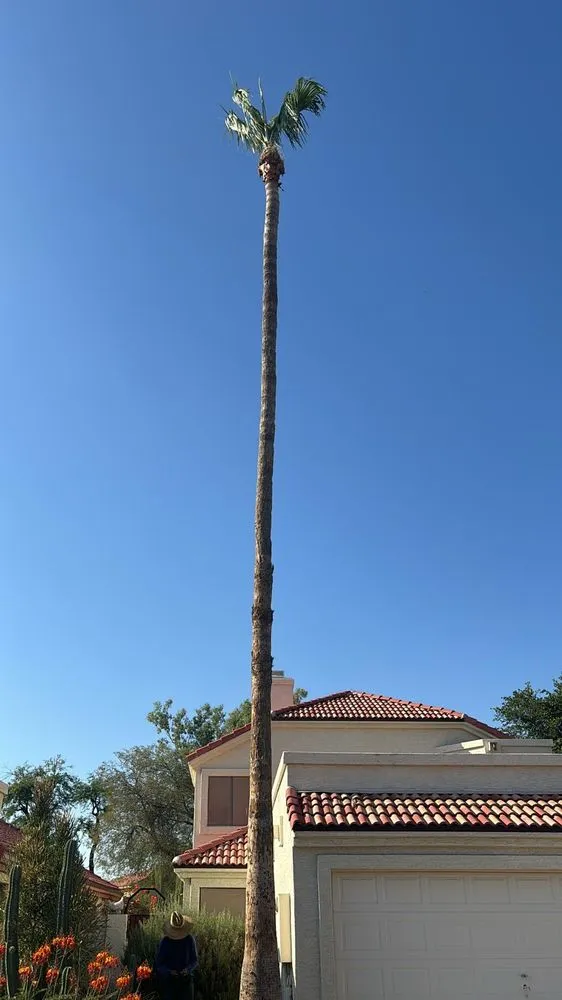 Expert outdoor landscaping for residential properties across Mesa, AZ - Delmar Garcia Landscaping