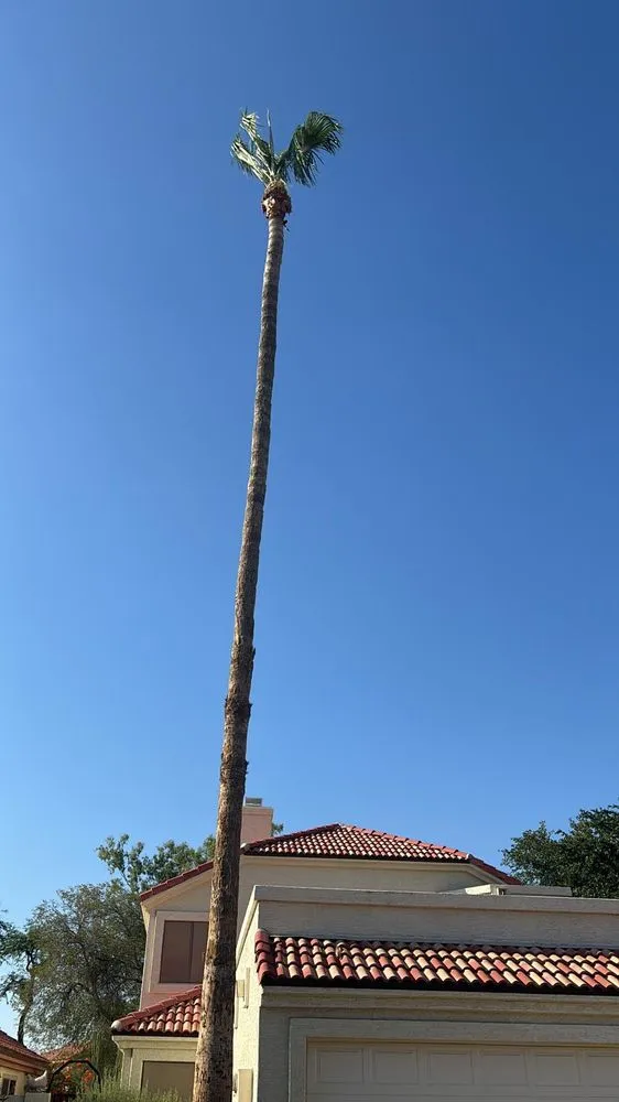 Expert outdoor landscaping in Mesa, AZ by Delmar Garcia Landscaping