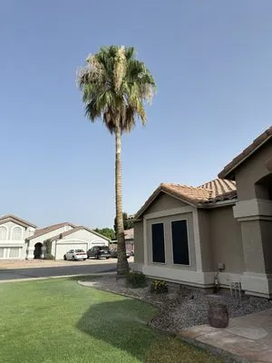 Delmar Garcia Landscaping Logo