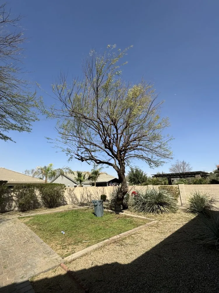 Affordable landscaping services in Phoenix, AZ - Delmar Landscaping