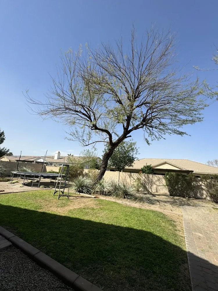 Professional yard maintenance for homes across Phoenix, AZ - Delmar Landscaping