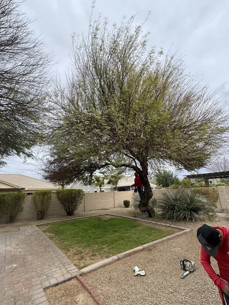 Expert landscaping services with custom design in Phoenix, AZ by Delmar Landscaping