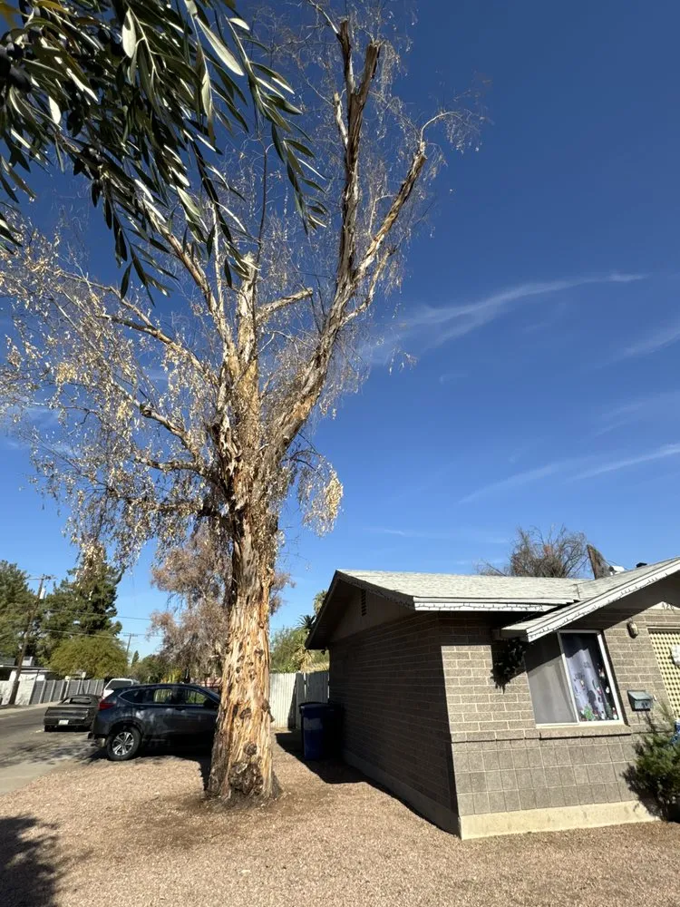 Custom landscaping services in Phoenix, AZ - Delmar Landscaping