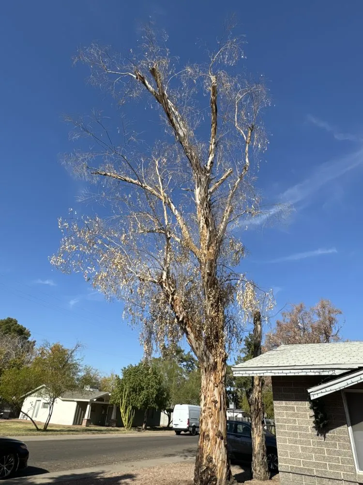 Trusted residential landscaping in Phoenix, AZ - Delmar Landscaping