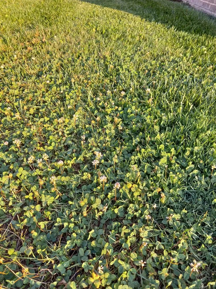 Top-rated lawn mowing service experts serving Hebron, MD - Delmarva Lawn Care