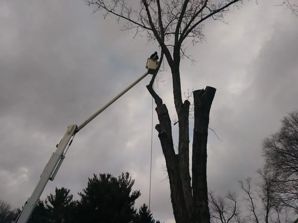 Reliable yard cleanup service in Springfield, OH - Delong Forestry & Landscaping