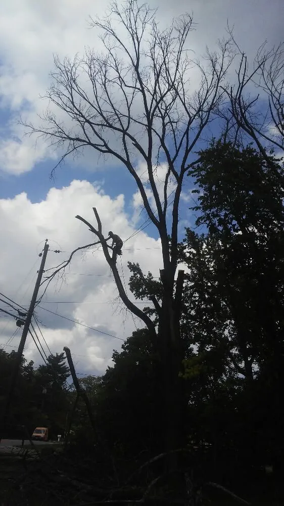 Top-rated residential landscaping in Springfield, OH by Delong Forestry & Landscaping