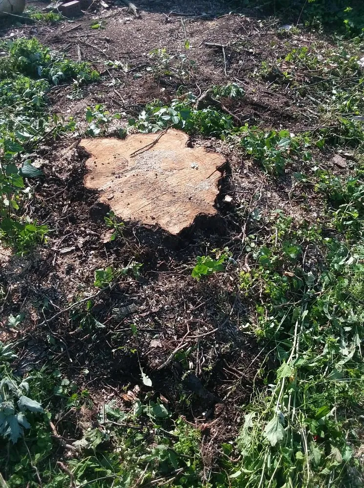 Reliable yard maintenance in Springfield, OH - Delong Forestry & Landscaping