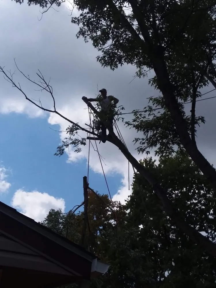 Reliable yard maintenance with custom design across Springfield, OH - Delong Forestry & Landscaping