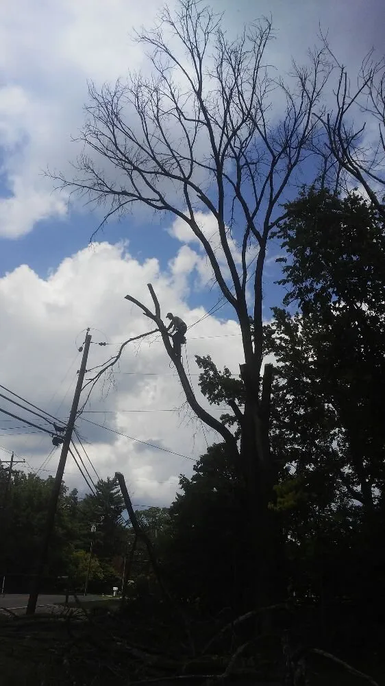 Affordable lawn care service experts serving Springfield, OH - Delong Forestry & Landscaping