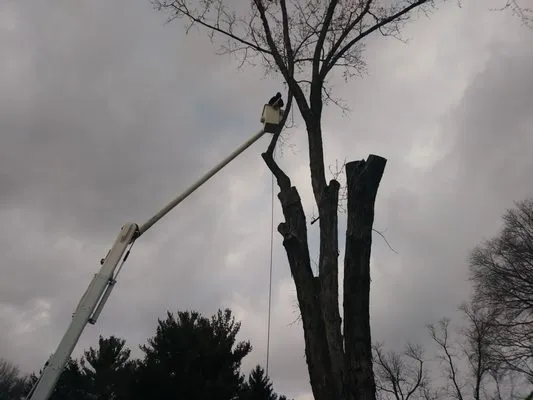 Delong Forestry & Landscaping Logo
