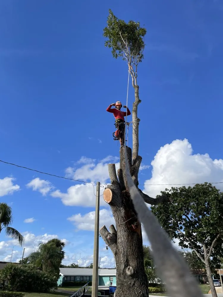 Affordable lawn care service near you in Stuart, FL by DeLongs Arbor Care
