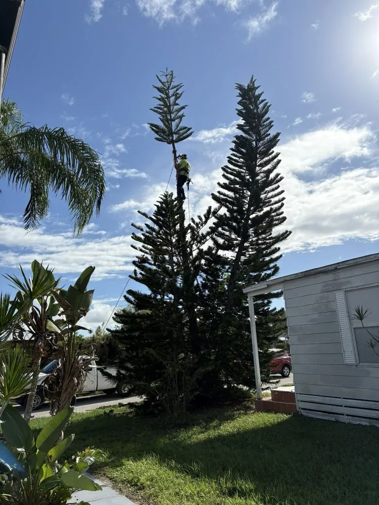 Expert yard cleanup service in Stuart, FL - DeLongs Arbor Care