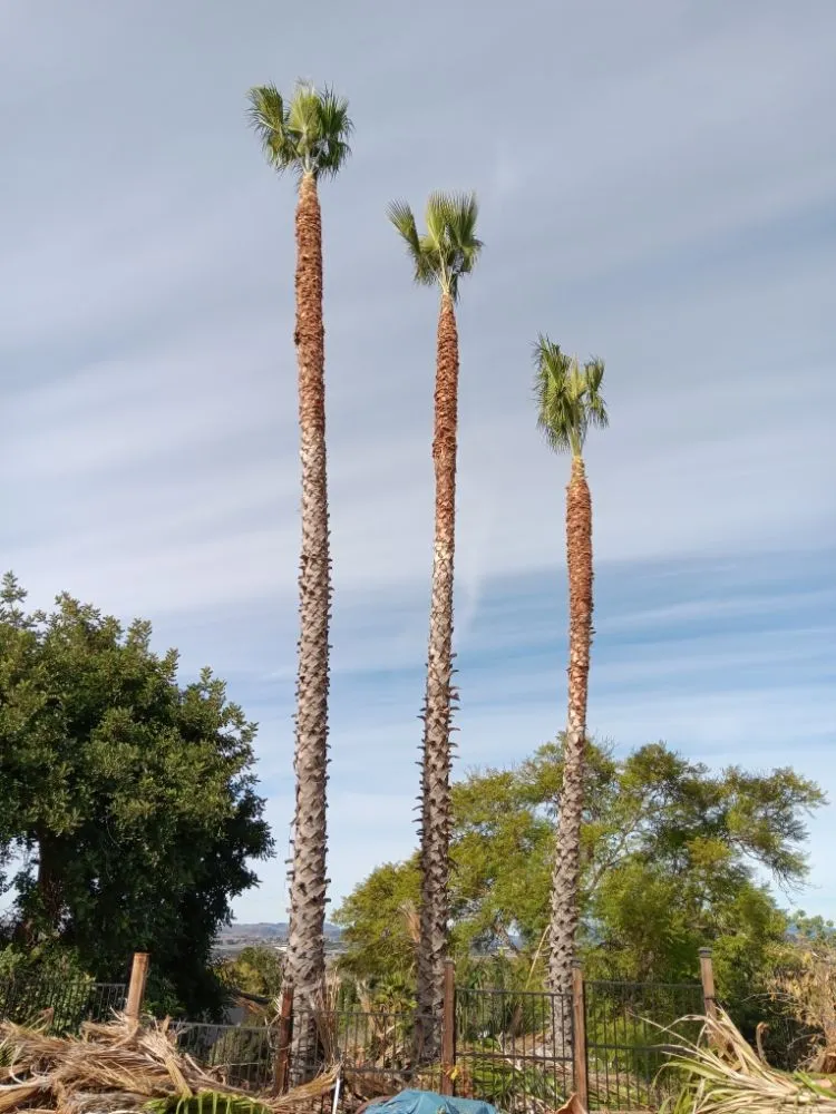 Custom yard cleanup service in Fallbrook, CA by Del's