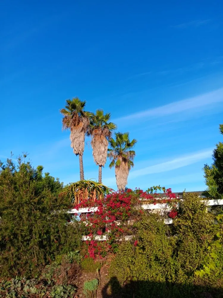 Professional garden landscaping in Fallbrook, CA by Del's