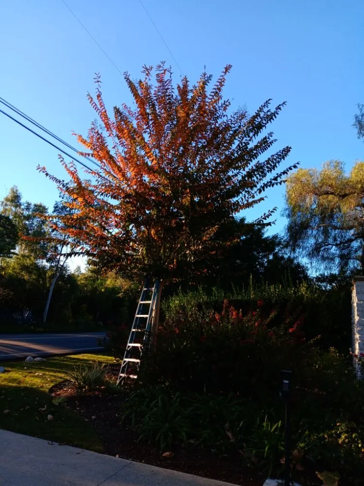 Local yard maintenance experts serving Fallbrook, CA - Del's