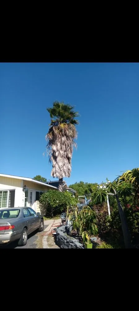 Expert yard maintenance experts serving Fallbrook, CA - Del's