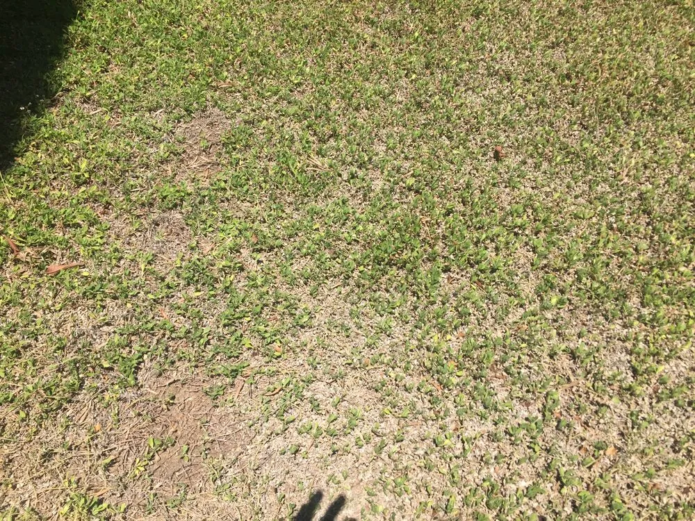 Top-rated landscape installation for beautiful yards across Stockton, CA - Delta Bluegrass Company