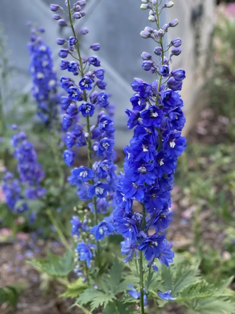 Local landscape design experts serving Mint Hill, NC - Delta Landscape Services