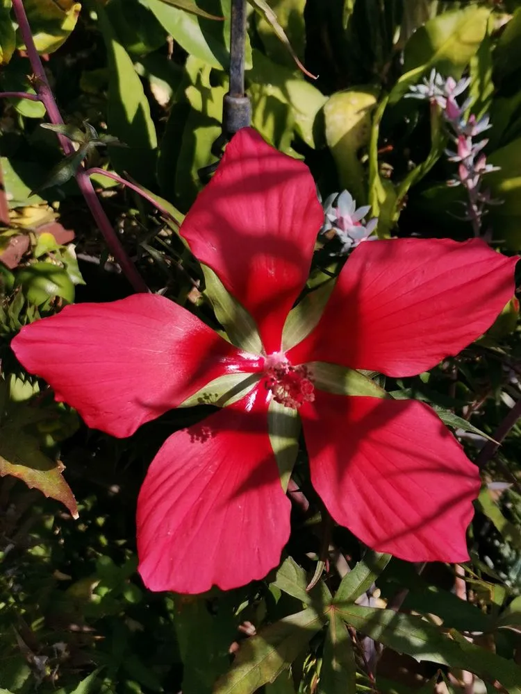 Professional landscape design for year-round maintenance across Benicia, CA - Delta Landscaping