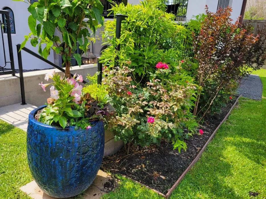 Affordable outdoor landscaping for homes across Houston, TX - Delta Lawn Service