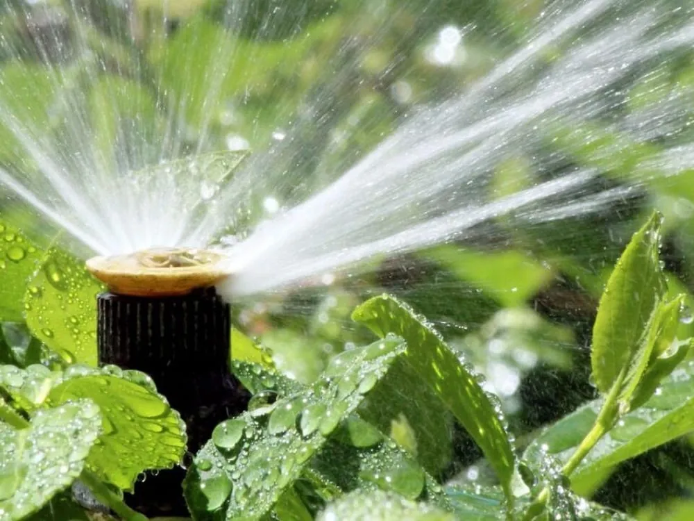 Custom lawn care service experts serving El Paso, TX - Delta Pest Control & Lawn Service