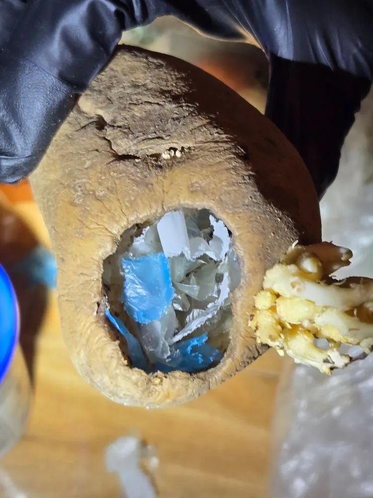 Expert landscape design for homes across Ogden, UT - Delta Pest Control