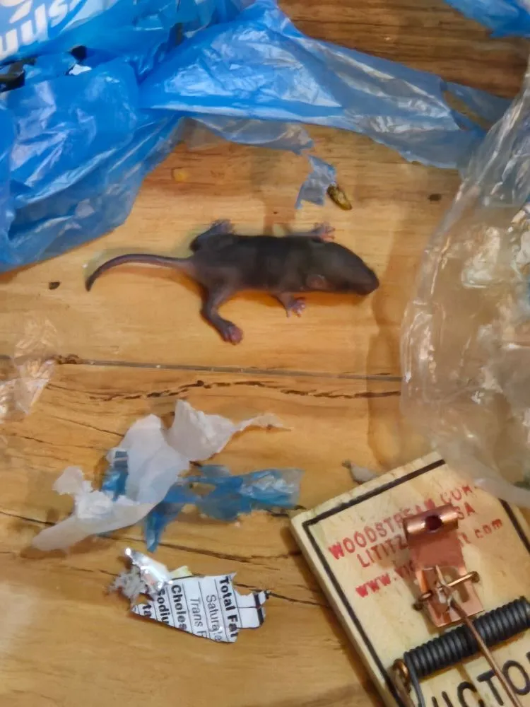 Local landscape installation in Ogden, UT by Delta Pest Control