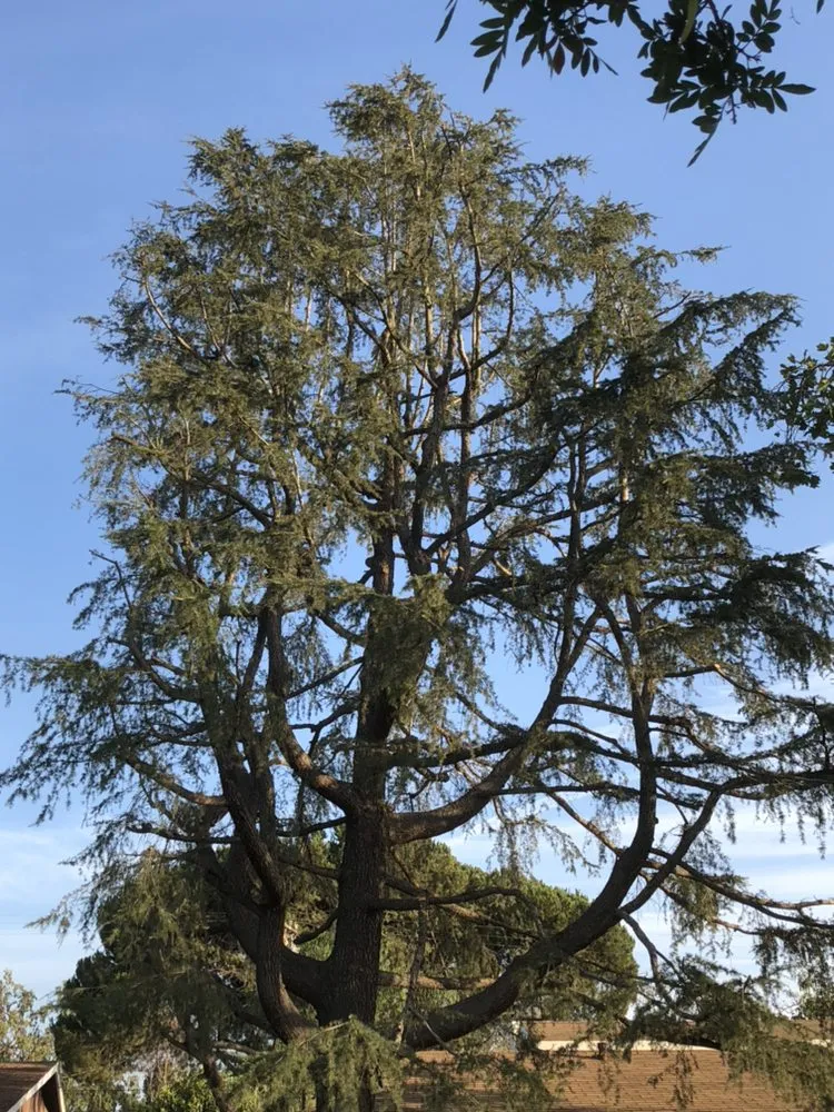 Local yard cleanup service in Ventura County, CA - Deltaz Finest