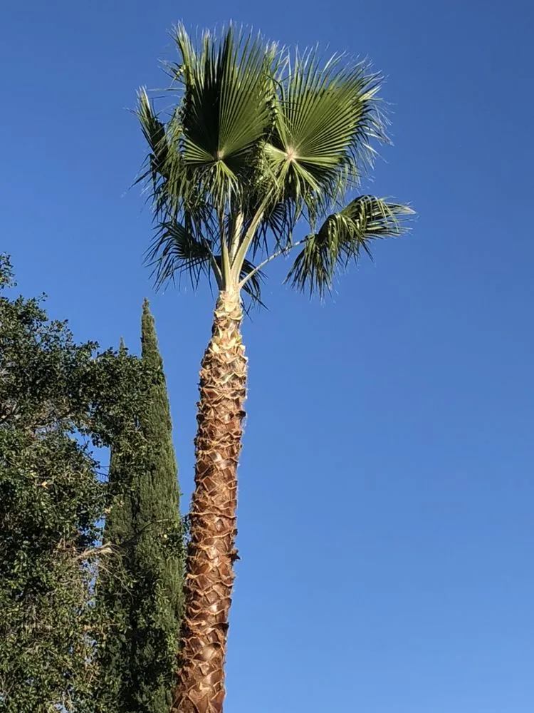Professional landscape design with custom design across Ventura County, CA - Deltaz Finest