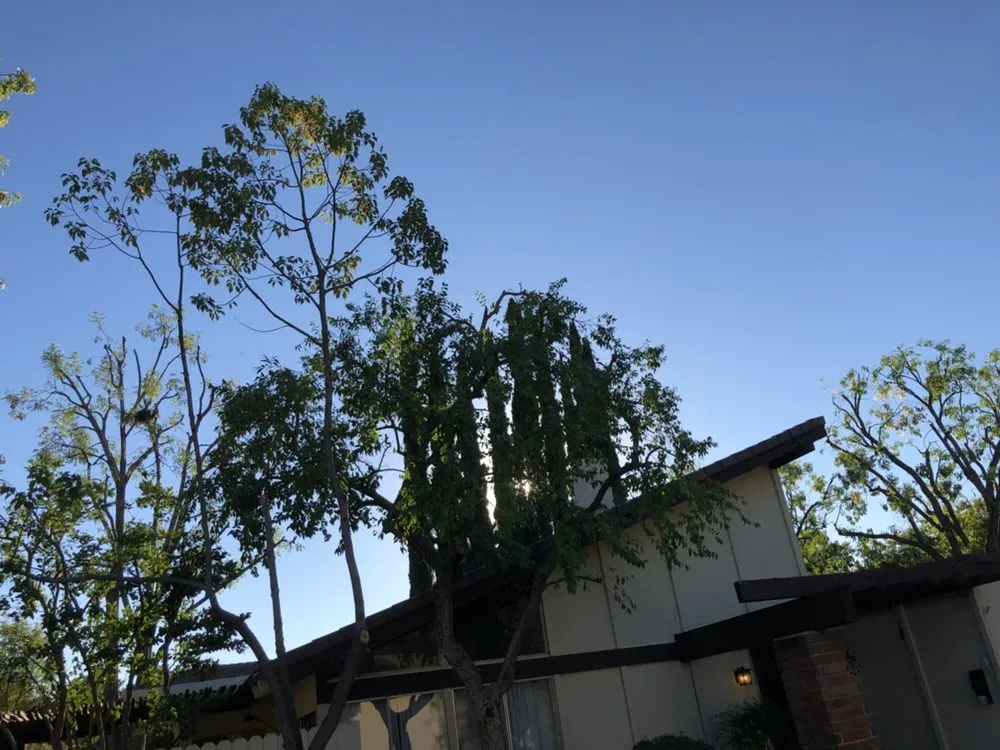 Expert yard maintenance in Ventura County, CA by Deltaz Finest