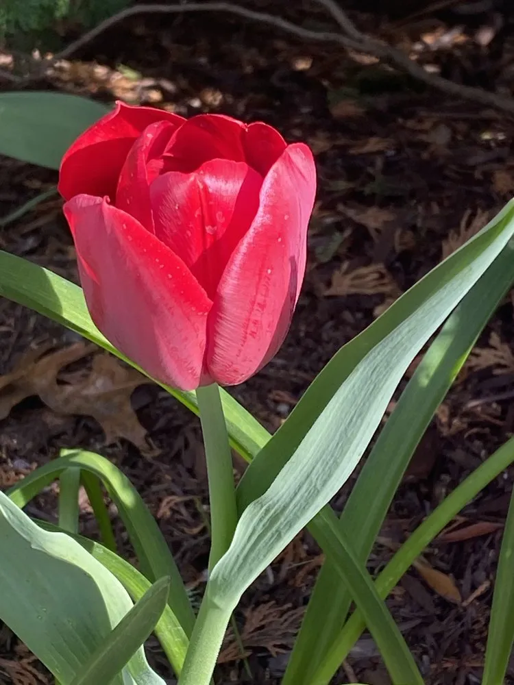 Local yard maintenance experts serving Franklin Square, NY - DeLutri Landscaping