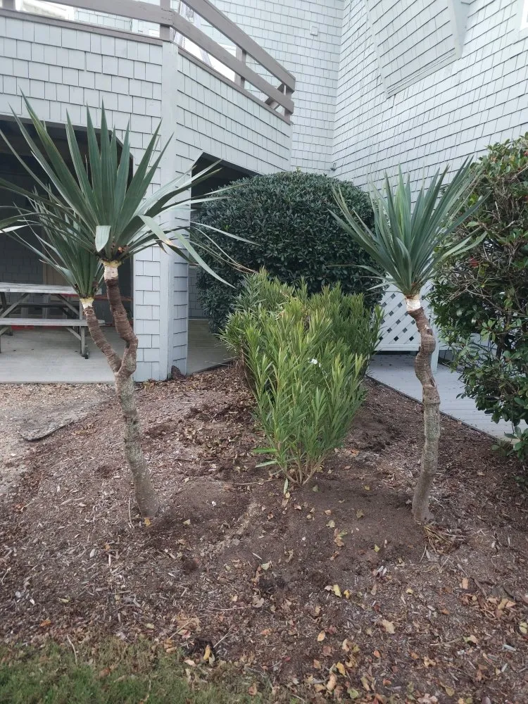 Reliable yard cleanup service experts serving Powells Point, NC - Delvale’s Services