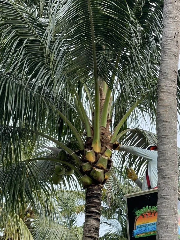 Local outdoor landscaping for outdoor upgrades in Hollywood, FL by DeMarco Landscape Design Group