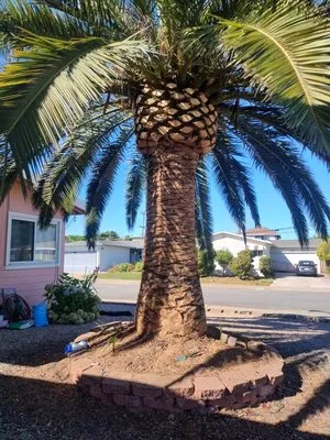 Demetrio's Landscaping