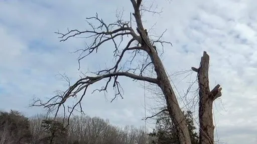 Top-rated garden landscaping for beautiful yards across Fredericksburg, VA - Demo Landscaping