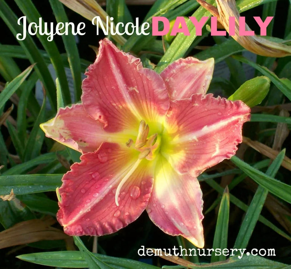 Custom lawn care service in Defiance, OH by DeMuth Nursery