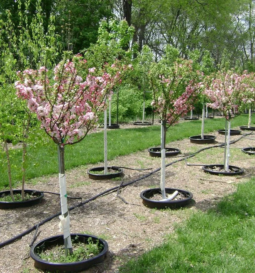 Affordable garden landscaping with custom design in Defiance, OH by DeMuth Nursery