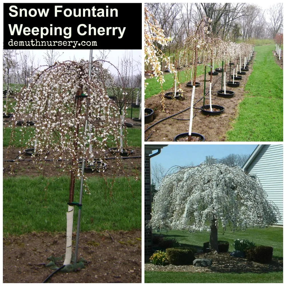 Reliable landscaping services experts serving Defiance, OH - DeMuth Nursery