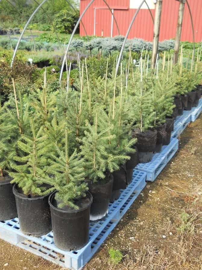 Expert outdoor landscaping for residential properties across Defiance, OH - DeMuth Nursery