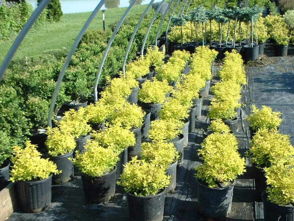 Professional residential landscaping with custom design across Defiance, OH - DeMuth Nursery