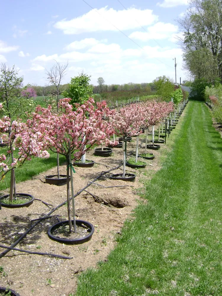 Professional yard maintenance in Defiance, OH - DeMuth Nursery