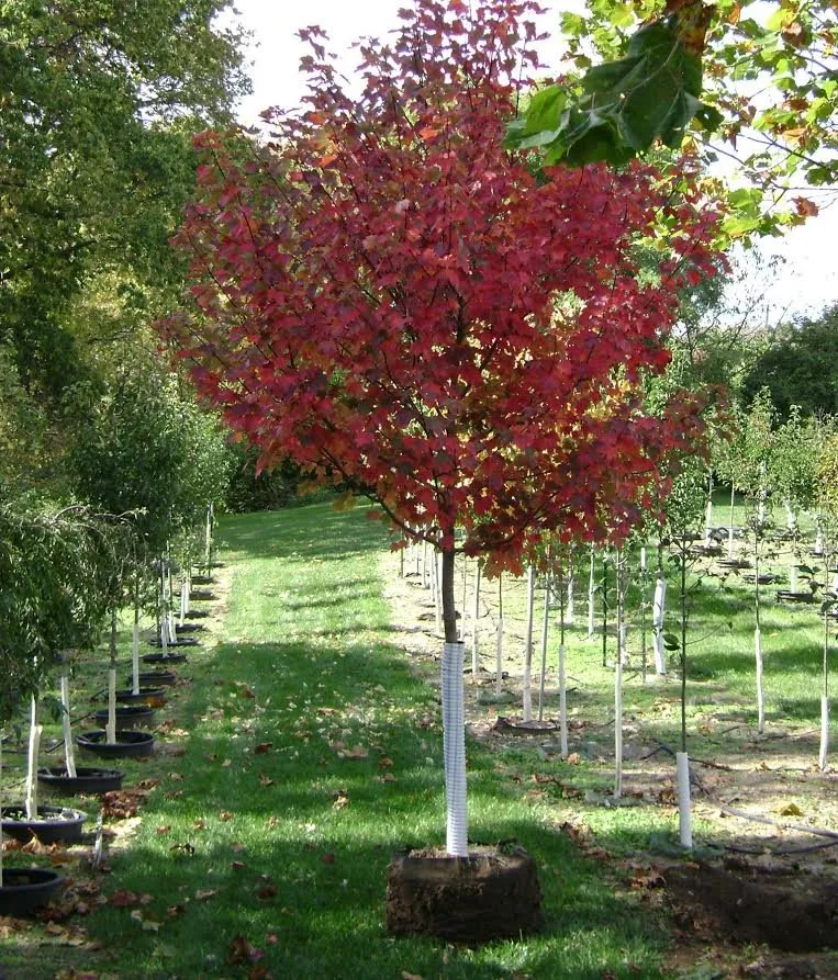 Trusted lawn mowing service experts serving Defiance, OH - DeMuth Nursery