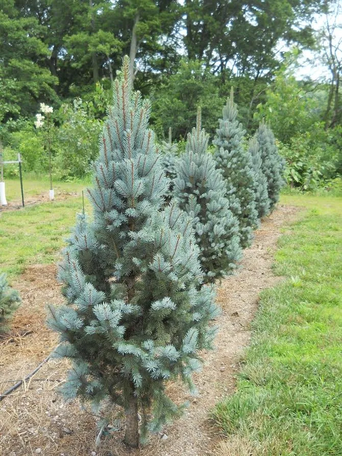 Reliable garden landscaping in Defiance, OH by DeMuth Nursery