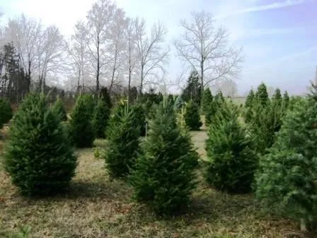 Local residential landscaping in Defiance, OH by DeMuth Nursery